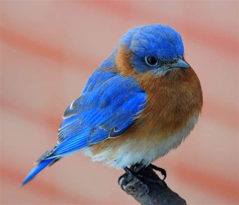 In a large mixing bowl, mix the first 8 dry ingredients (flour, sugar, baking soda, salt, cinnamon, cloves, allspice, nutmeg) and blend well. . Sweet little bluebird